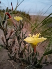 Oenothera affinis