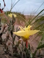 Oenothera affinis