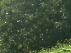 Gallinago hardwickii