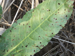 Septoria polygonorum