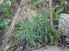 Lysimachia pentapetala