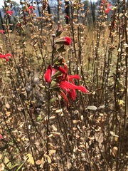 Salvia fulgens