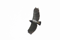 Morphnarchus princeps