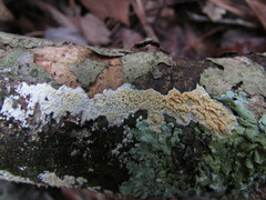 Radulomyces rickii
