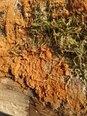 Botryobasidium aureum