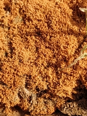 Botryobasidium aureum