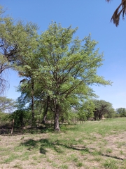 Sclerocarya birrea