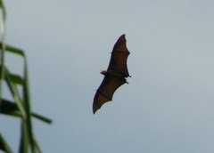 Pteropus neohibernicus