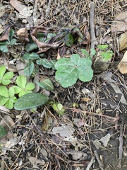 Tetrastigma obtectum