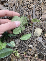 Tetrastigma obtectum