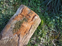 Botryobasidium aureum