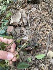 Tetrastigma obtectum