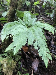 Selaginella delicatula