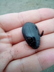 Megadytes