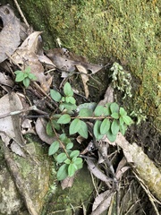 Rhododendron nakaharae
