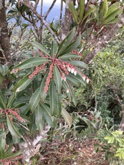Pieris japonica taiwanensis