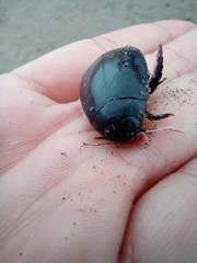 Megadytes
