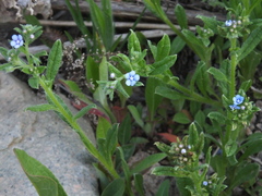 Bothriospermum secundum