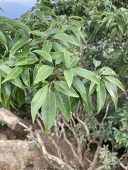 Quercus globosa