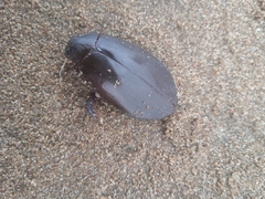 Megadytes