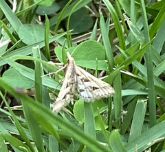 Diasemia accalis