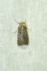 Agrotis segetum