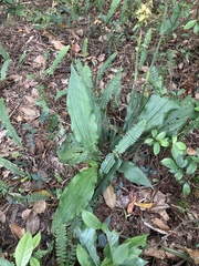 Calanthe