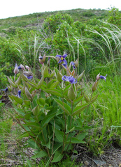 Clematis integrifolia