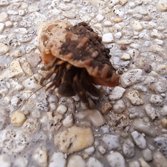 Coenobita cavipes