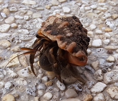 Coenobita cavipes
