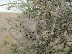 Stegodyphus dumicola