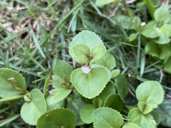 Torenia polygonoides