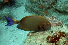 Acanthurus dussumieri