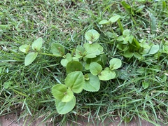 Torenia polygonoides