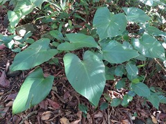 Homalomena philippinensis