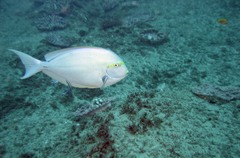 Acanthurus mata