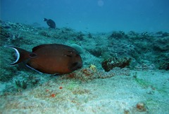 Acanthurus tennentii
