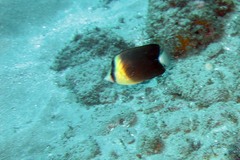 Chaetodon blackburnii