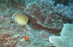 Chaetodon guttatissimus