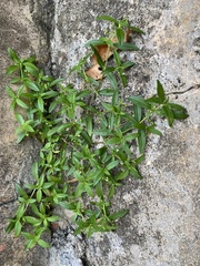 Oldenlandia corymbosa