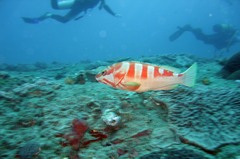 Epinephelus fasciatus