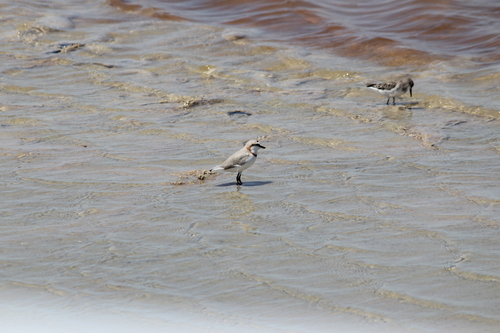 Chestnut-banded Plover (Anarhynchus pallidus), photo 5