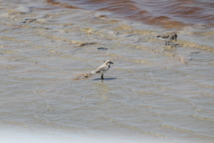 Charadrius pallidus
