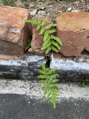 Cyclosorus interruptus