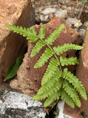 Cyclosorus interruptus