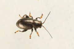 Chaetocnema aridula