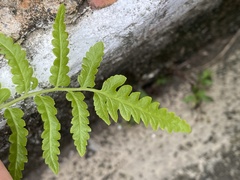 Cyclosorus interruptus