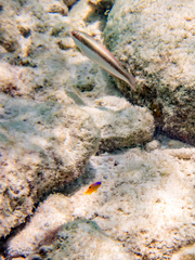 Halichoeres maculipinna