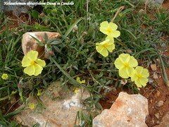 Helianthemum obtusifolium