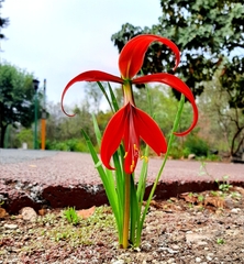 Sprekelia formosissima